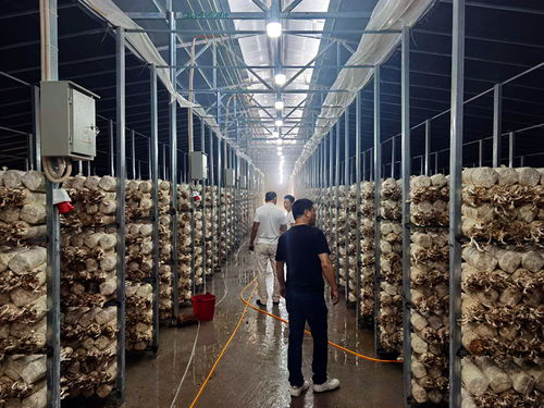 科技產(chǎn)業(yè)發(fā)展助力鳳凰脫貧攻堅